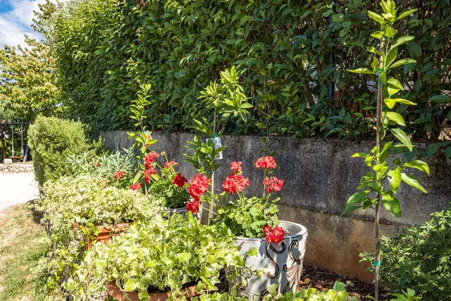 The planted garden along the stone wall, fenced and shaded by olive trees